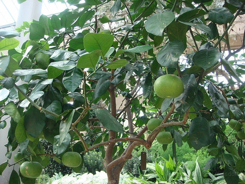 243 Longwood Gardens [2008 August 23].JPG - Longwood Gardens in Pennsylvania